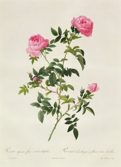 Rosa Sepium Flore Submultiplici by Pierre Joseph Redouté